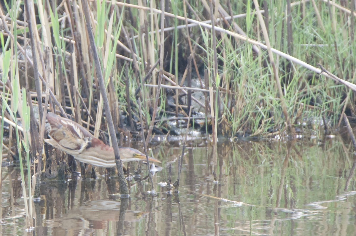 Least Bittern - ML659582506