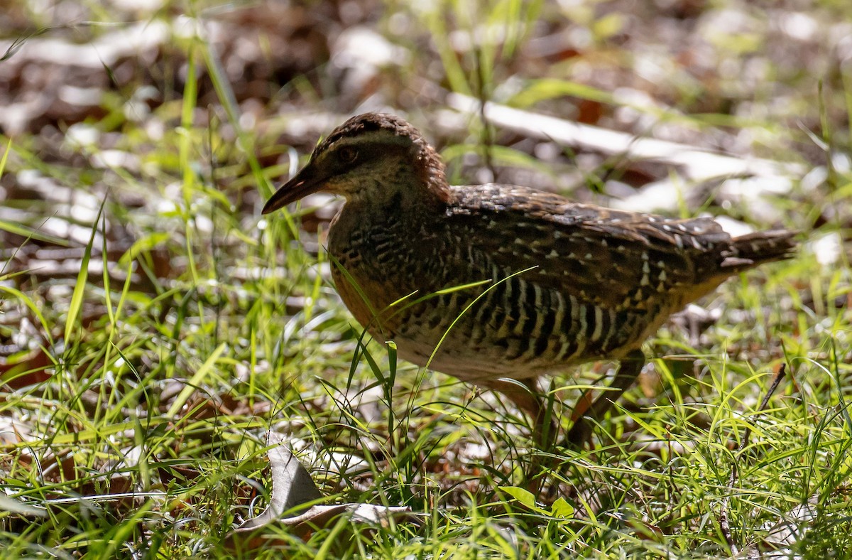 Buff-banded Rail - ML659582512
