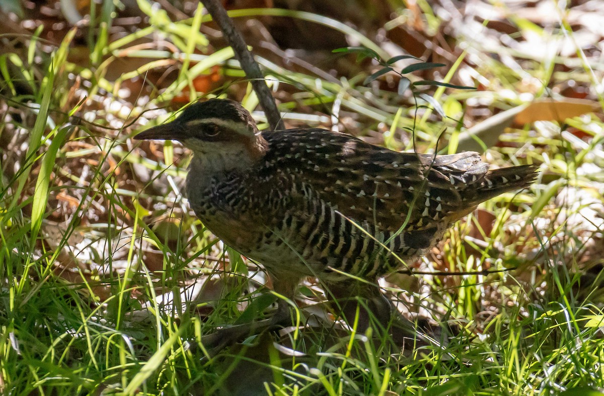 Buff-banded Rail - ML659582513