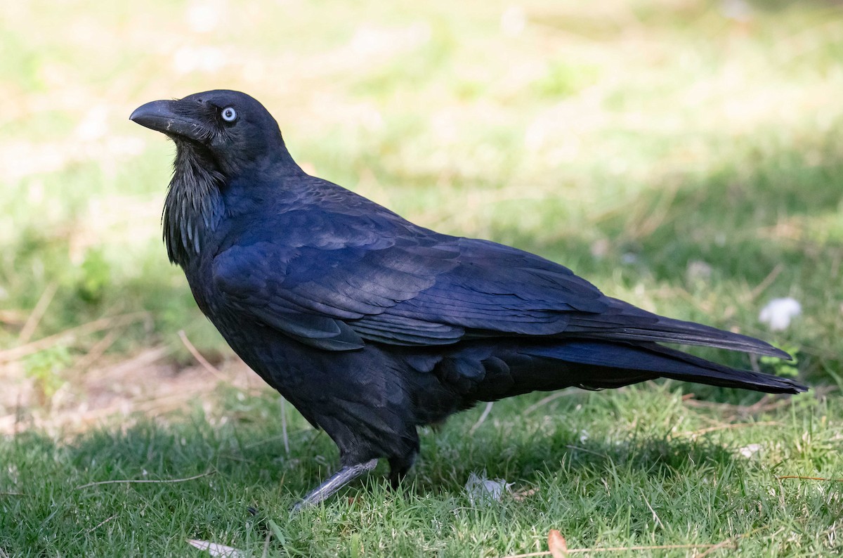 Australian Raven - ML659582519