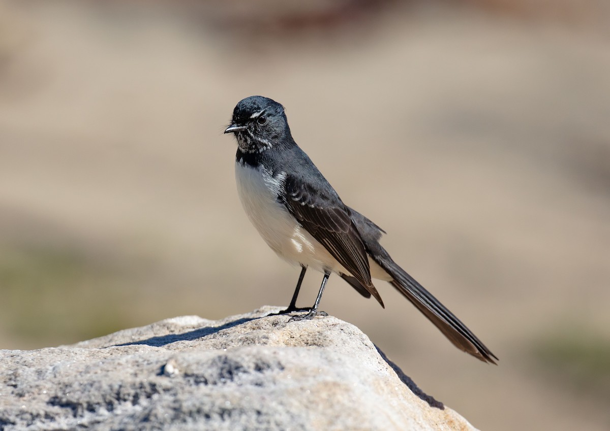 Willie-wagtail - ML659582531