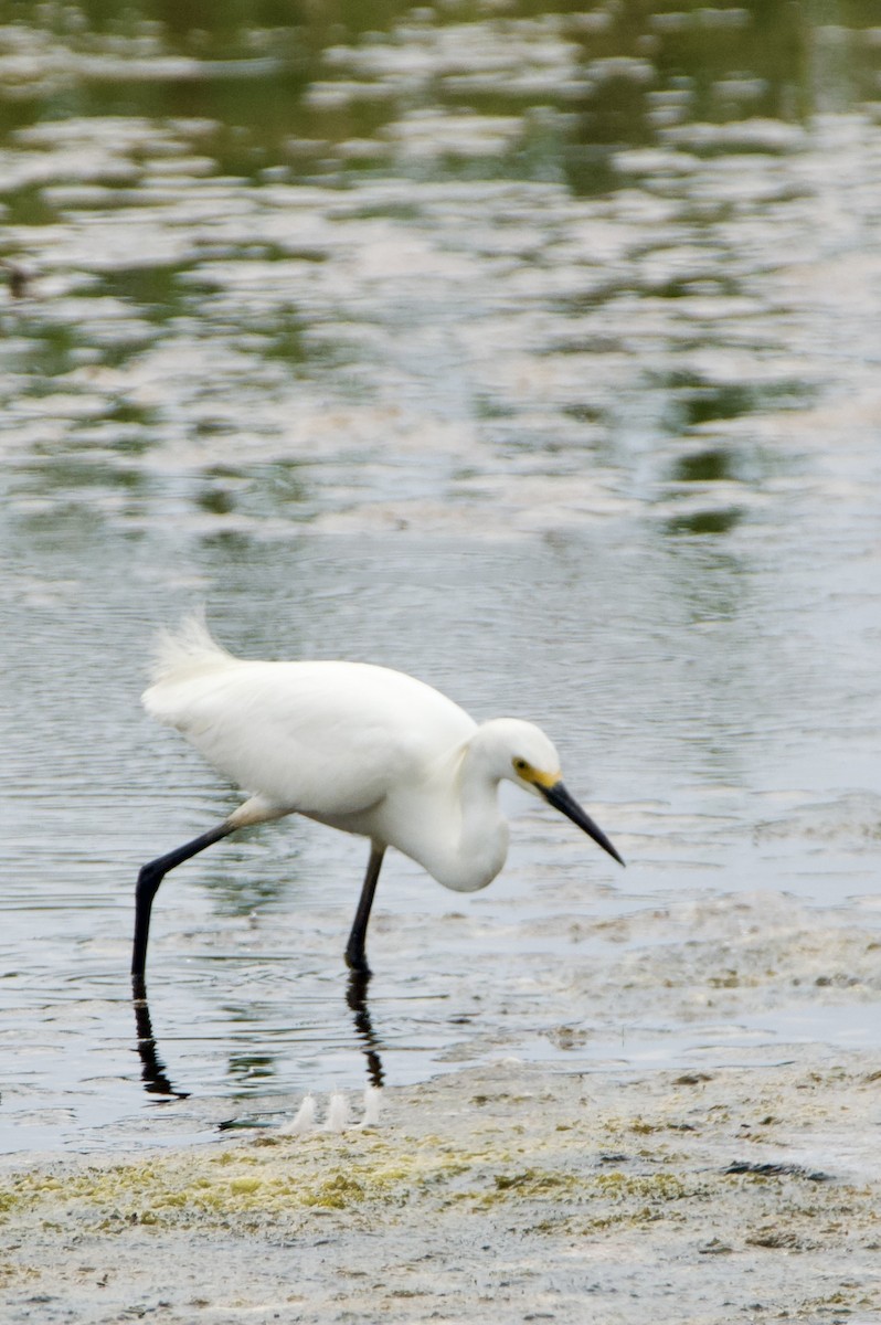 Snowy Egret - ML659582535