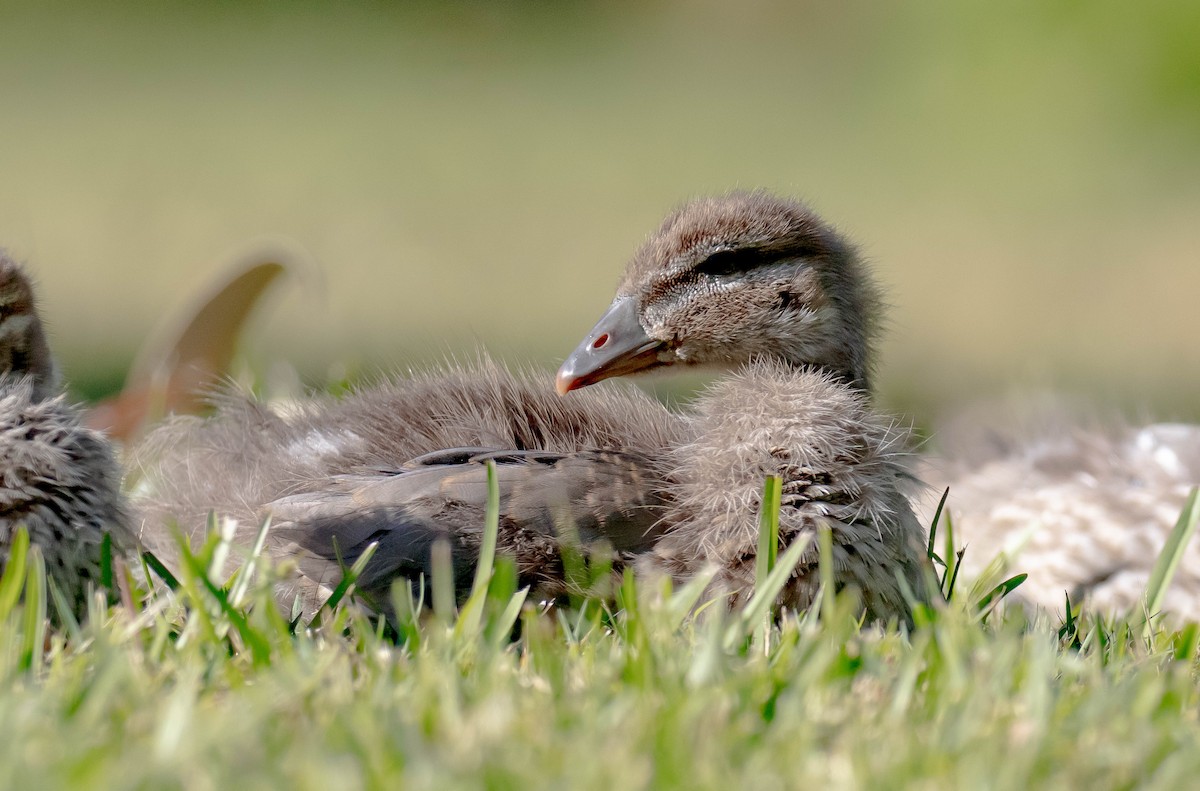 Maned Duck - ML659582542