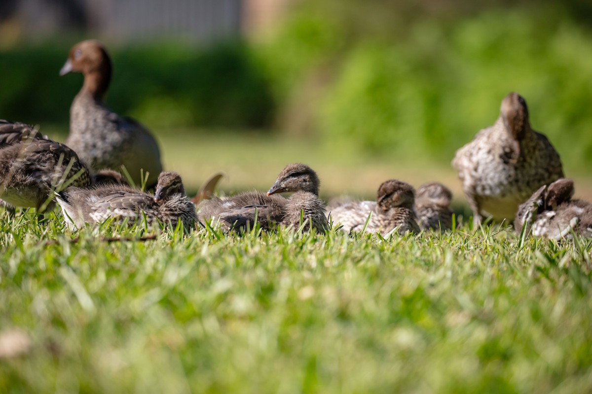 Maned Duck - ML659582543