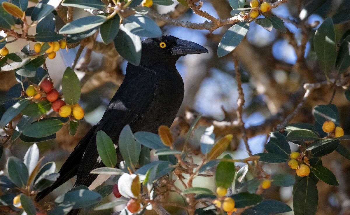 Pied Currawong - ML659582550