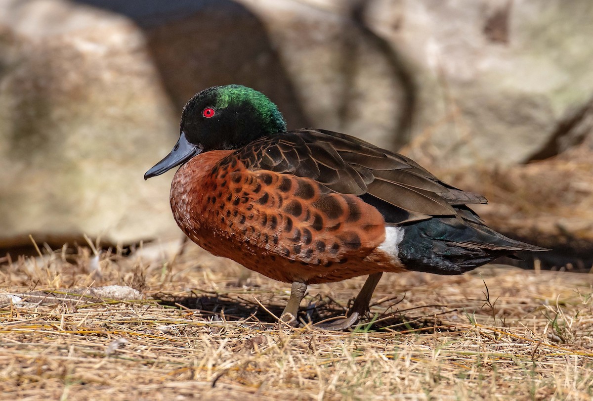 Chestnut Teal - ML659582560