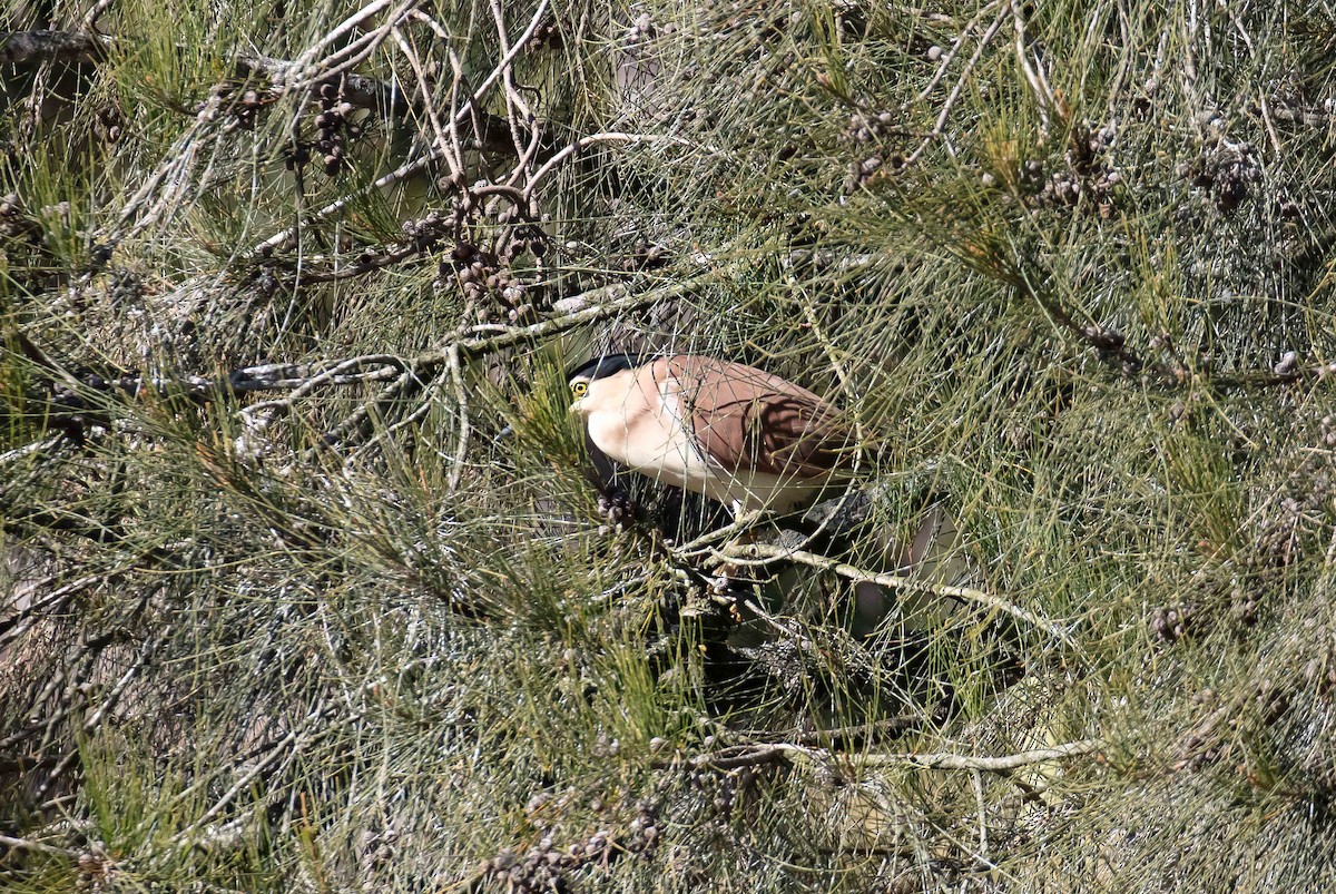 Nankeen Night Heron - ML659582577