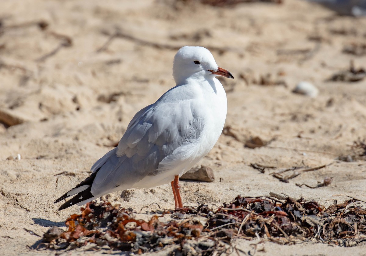 Silver Gull - ML659582593
