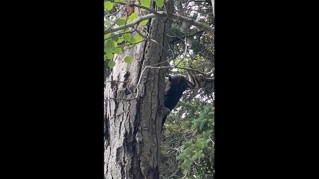 Pileated Woodpecker - ML659582640