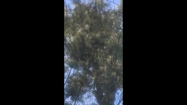 woodpecker sp. - ML659582656