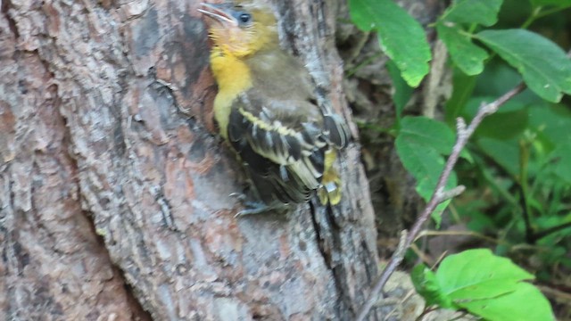 Baltimore Oriole - ML659582672