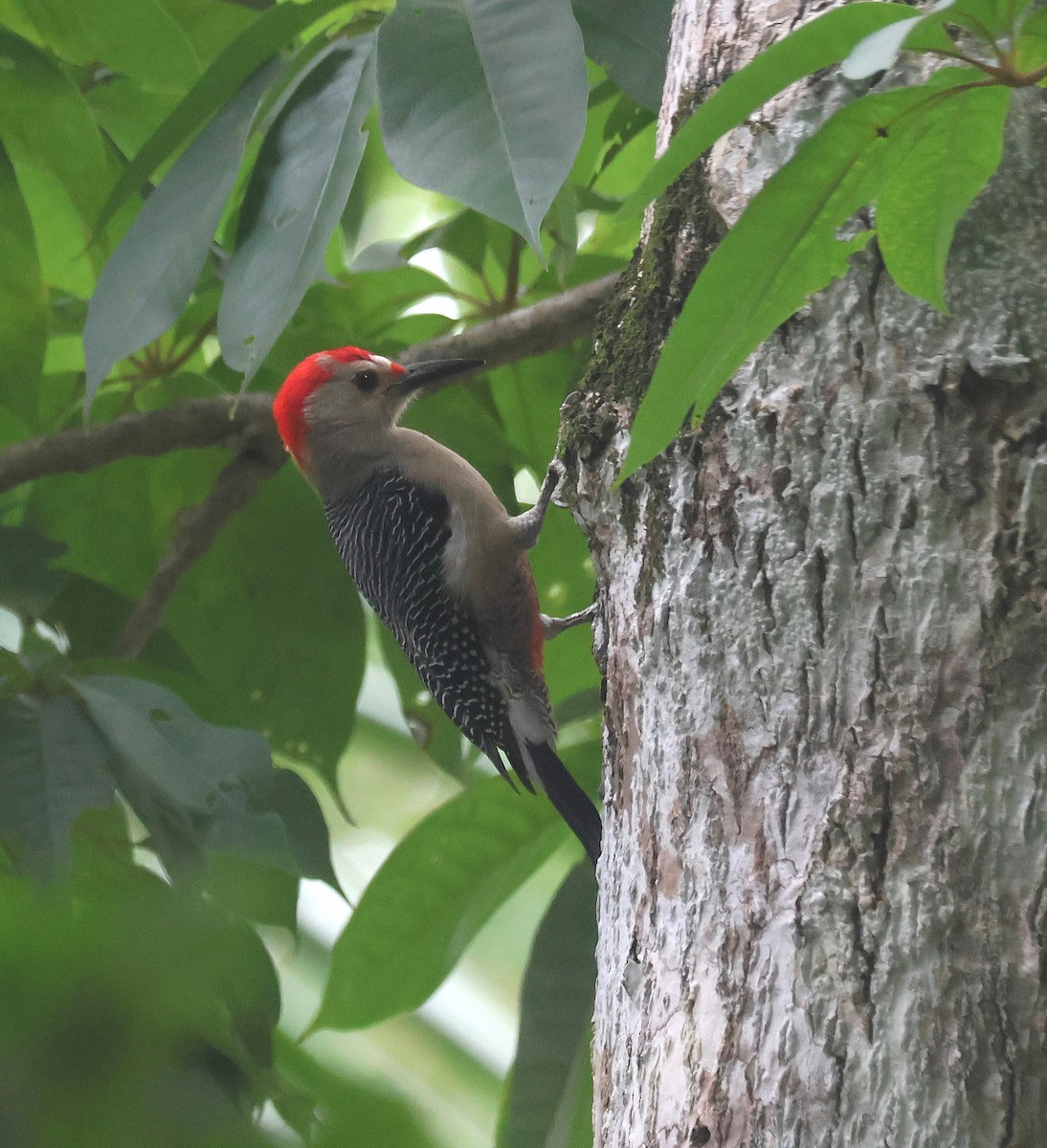 Golden-fronted Woodpecker (Velasquez's) - ML659583366