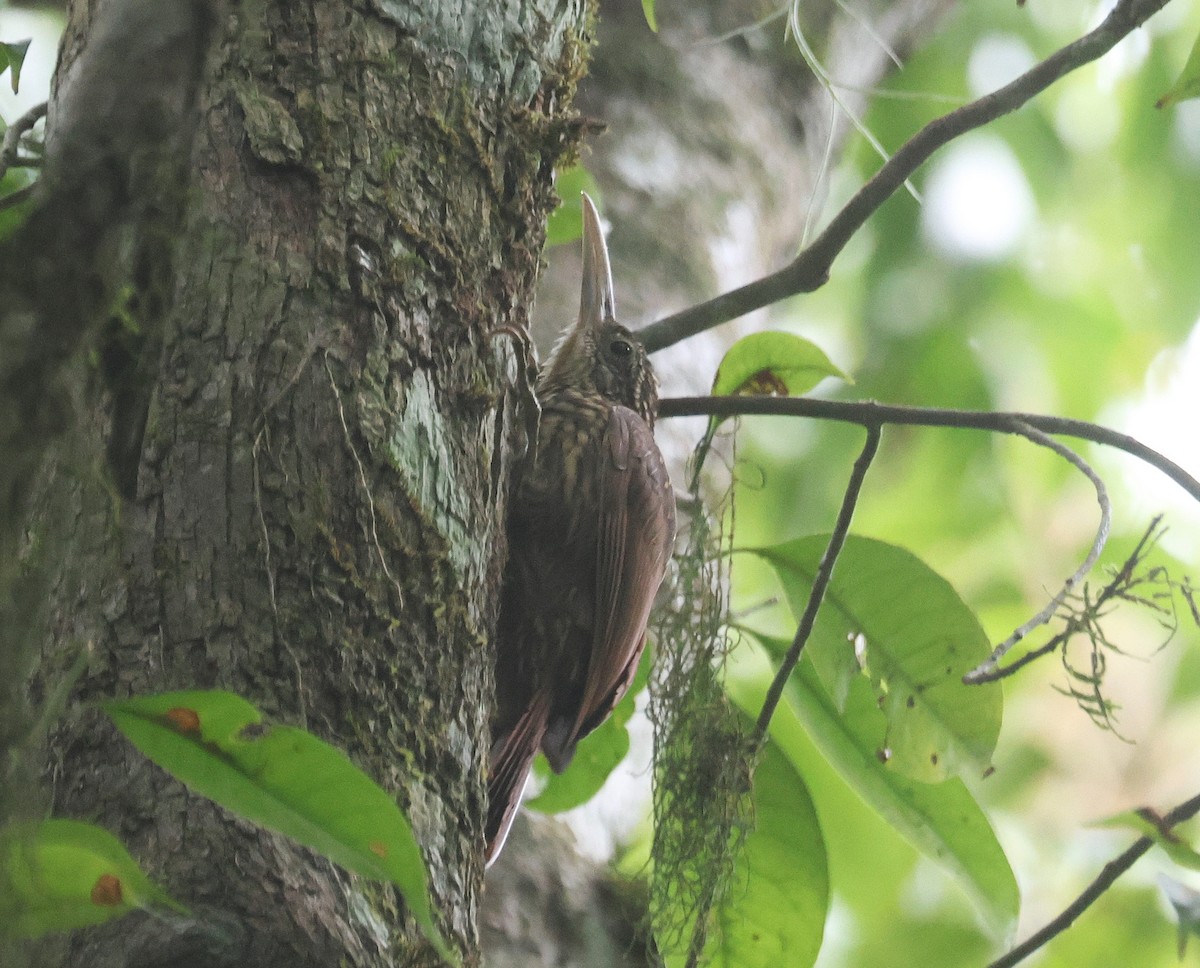 Ivory-billed Woodcreeper - ML659583516