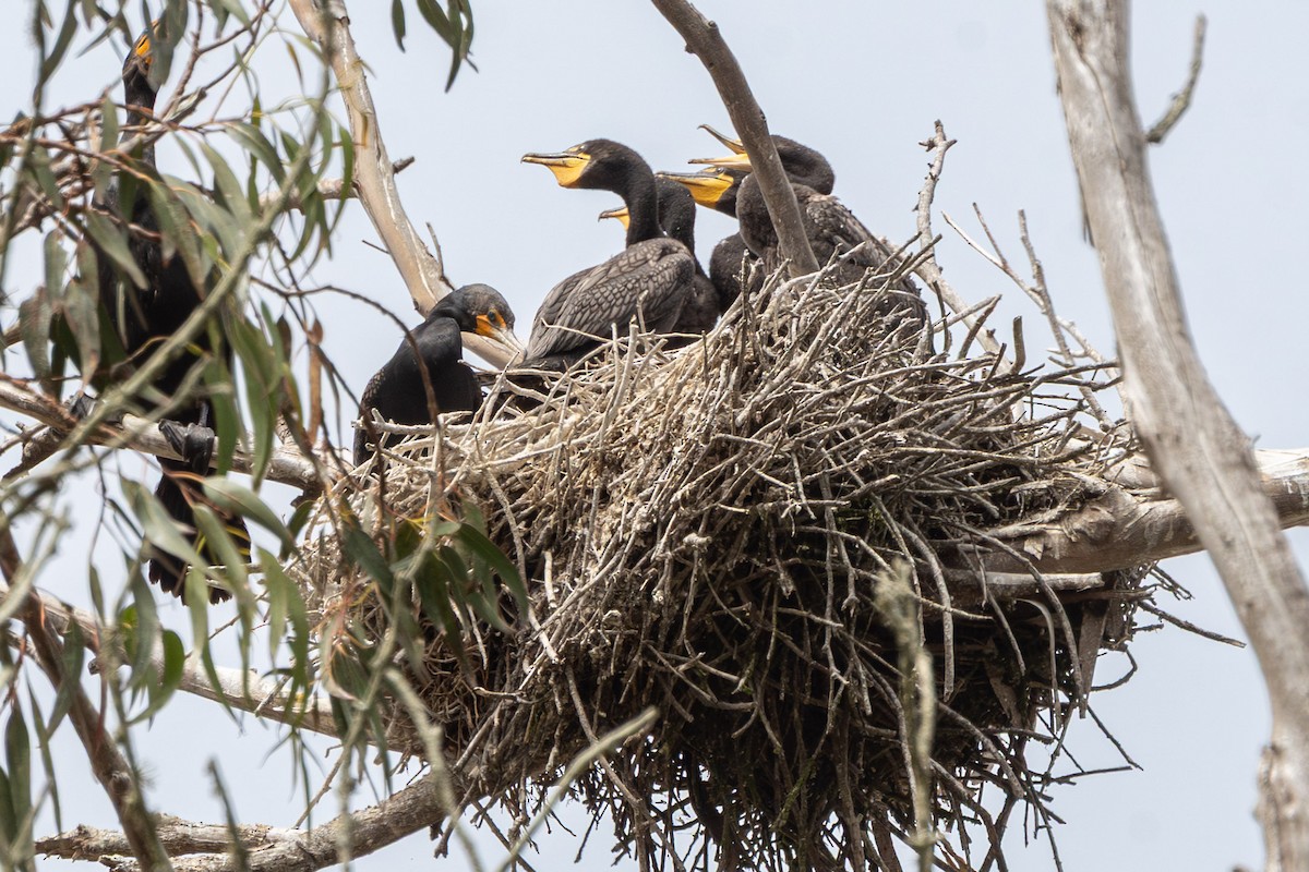 Cormoran à aigrettes - ML659583719