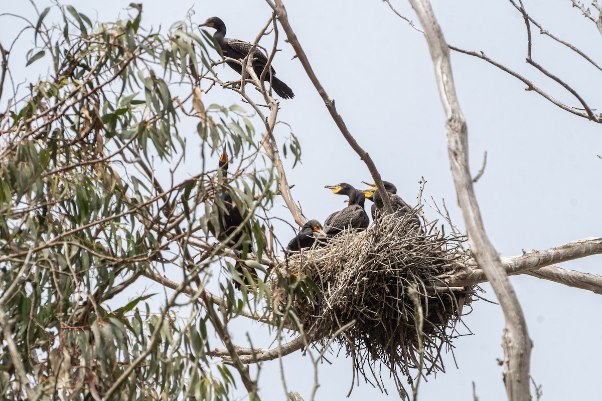 Cormoran à aigrettes - ML659583731