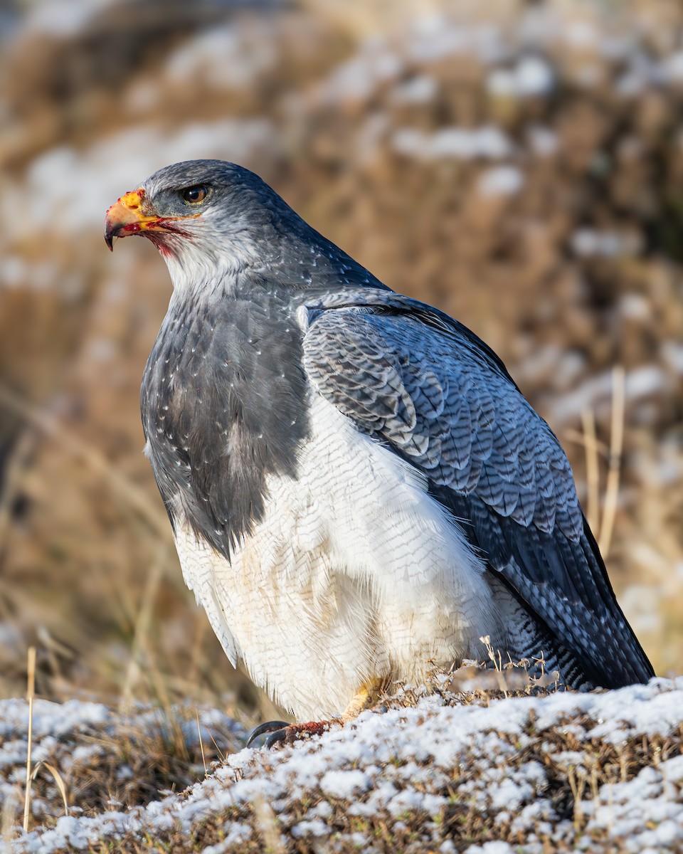 Black-chested Buzzard-Eagle - ML659583814
