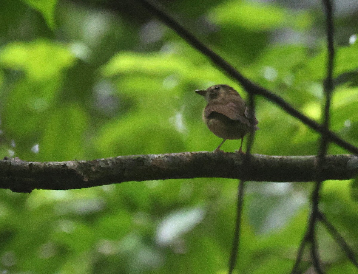 Stub-tailed Spadebill - ML659583977