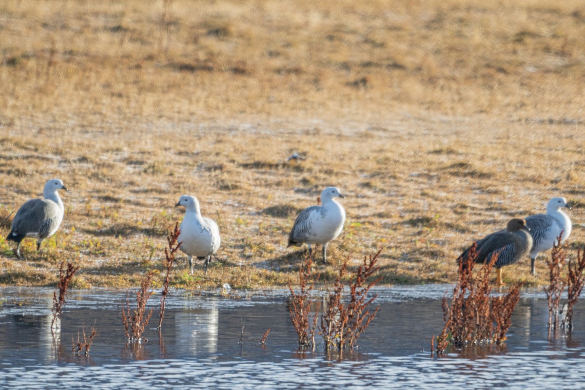 Upland Goose (White-breasted) - ML659584005