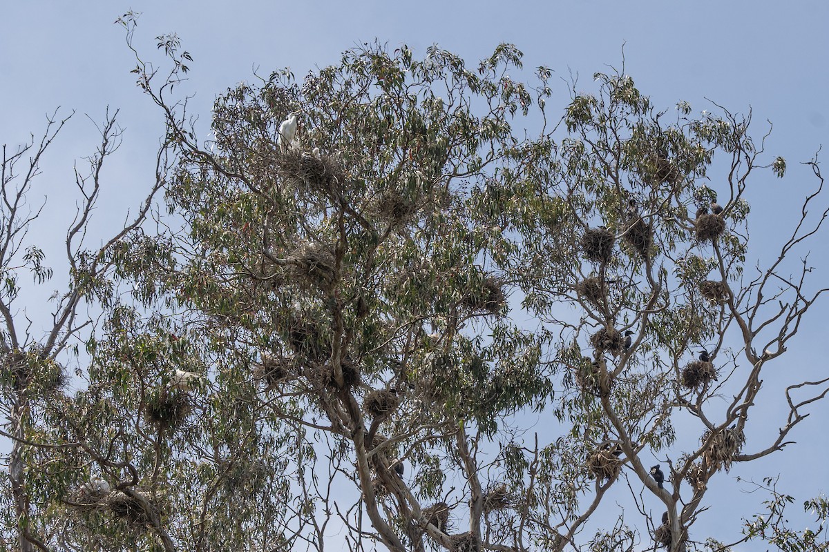 Grande Aigrette - ML659584255