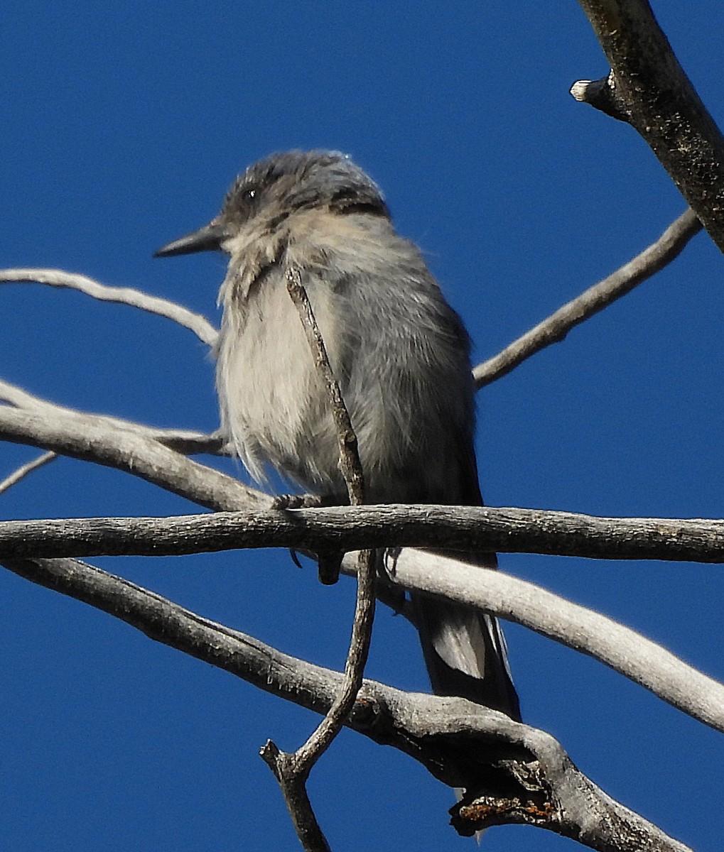 Woodhouse's Scrub-Jay - ML659584639