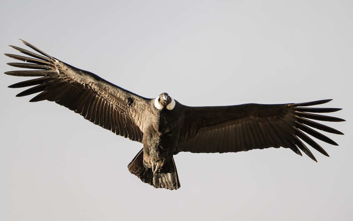 Andean Condor - ML659584648