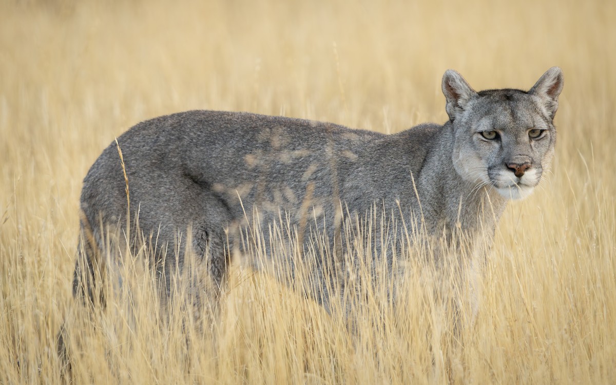 Mountain Lion - ML659584849