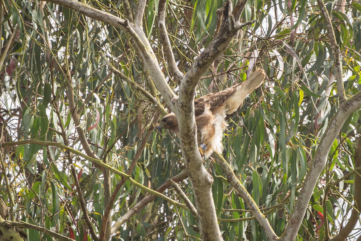 Buse à queue rousse (calurus/alascensis) - ML659585015