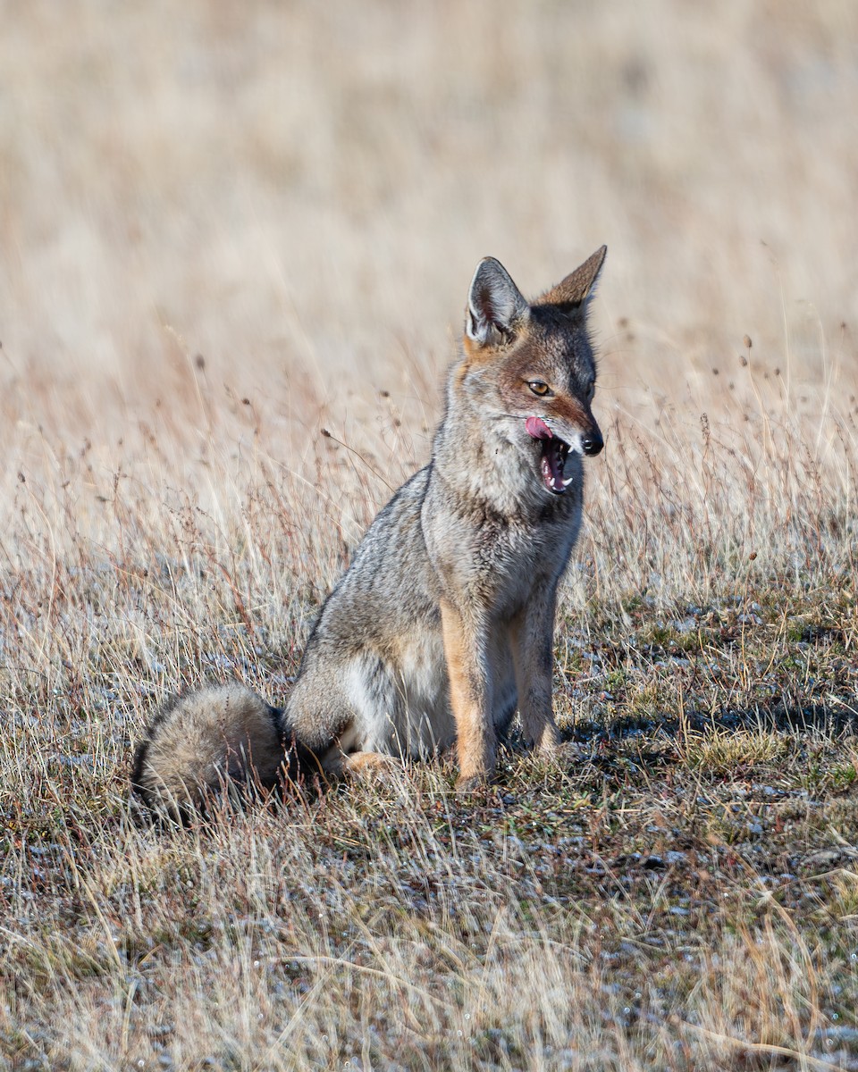 Molina's Hog-nosed Skunk - ML659585578