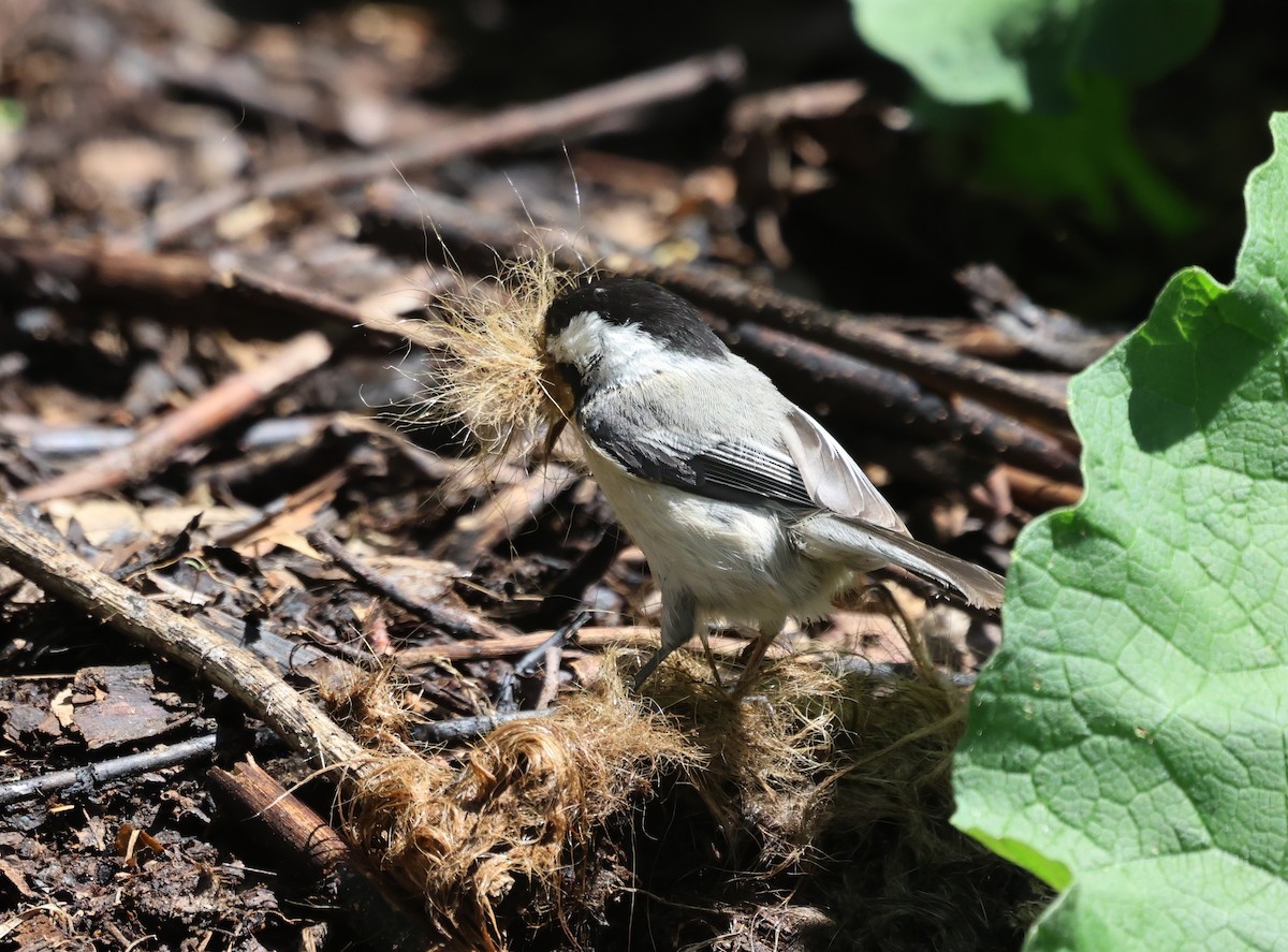 Mésange à tête noire - ML659585619