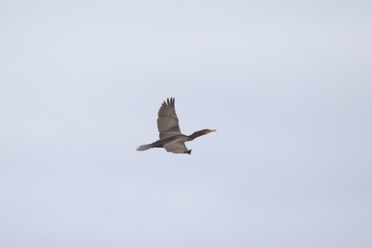 Double-crested Cormorant - ML659585817
