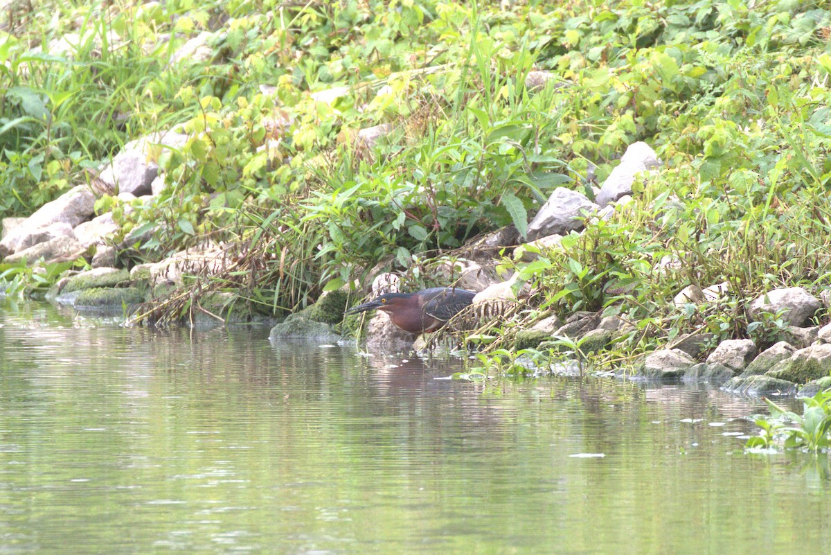 Green Heron - ML659585829