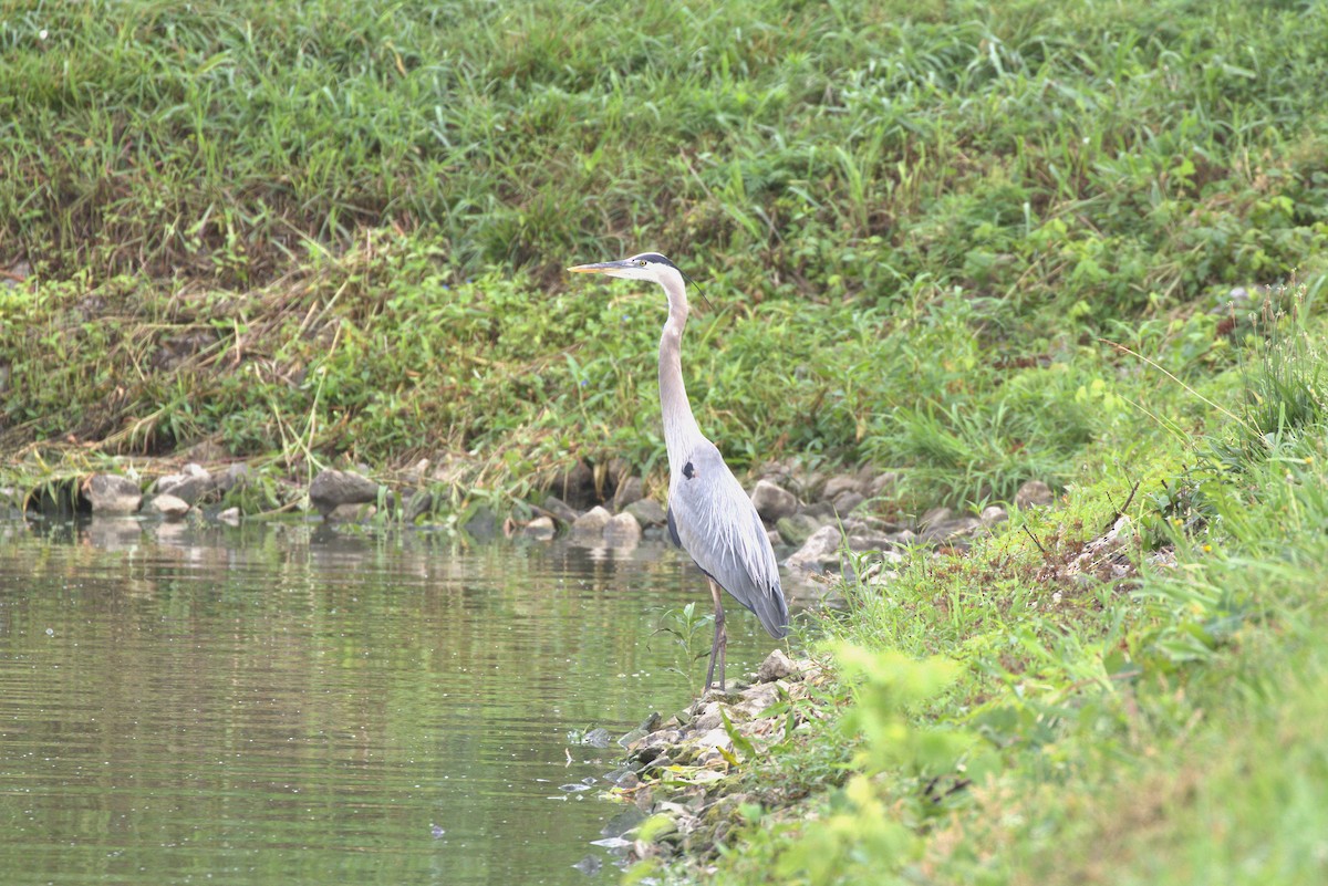 Great Blue Heron - ML659585834