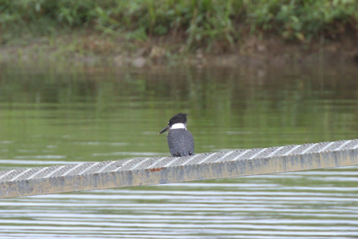 Belted Kingfisher - ML659585850