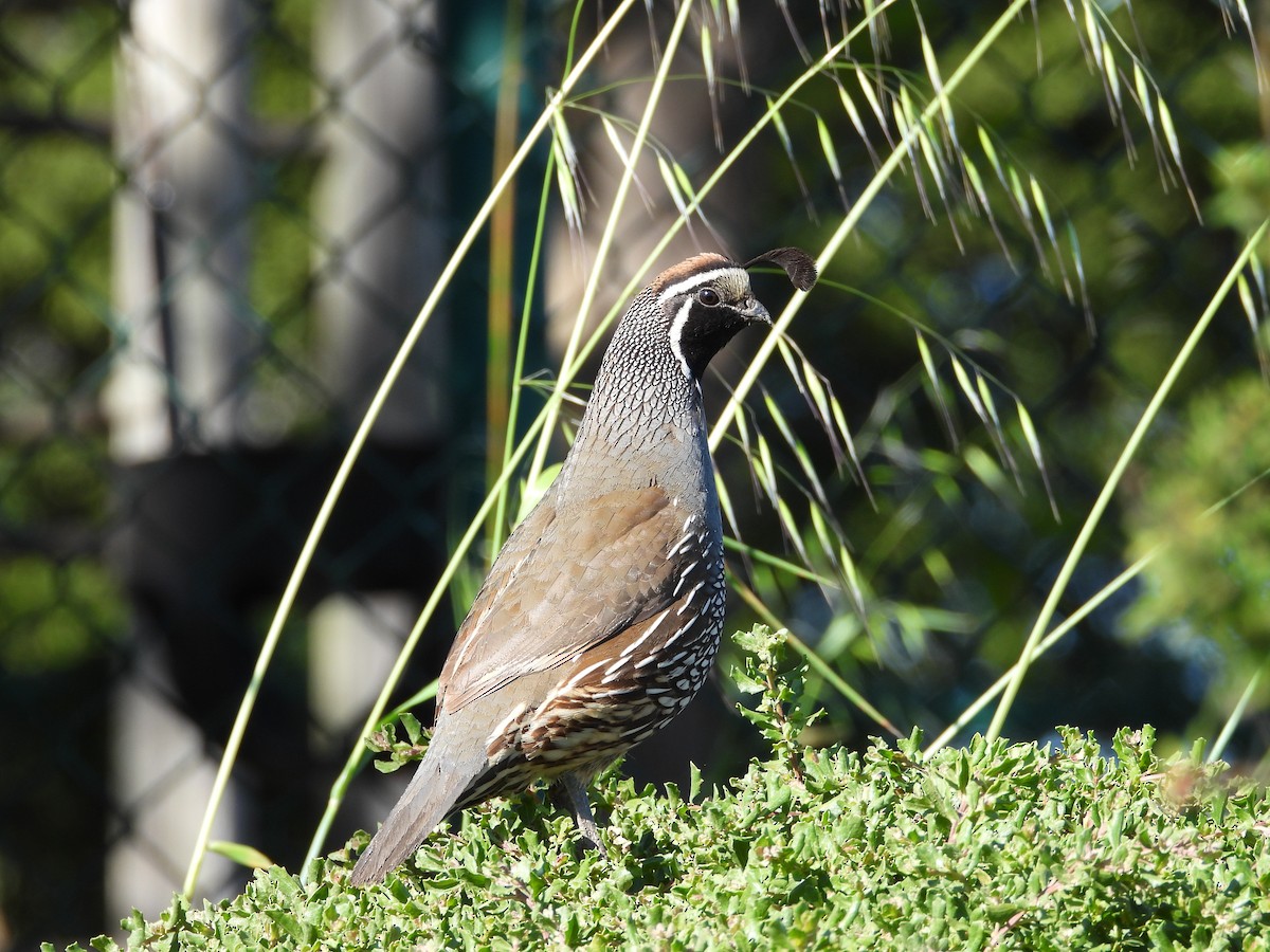 California Quail - ML659585862