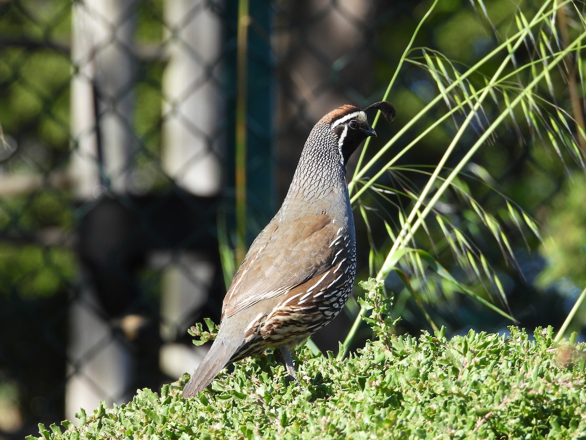 California Quail - ML659585863