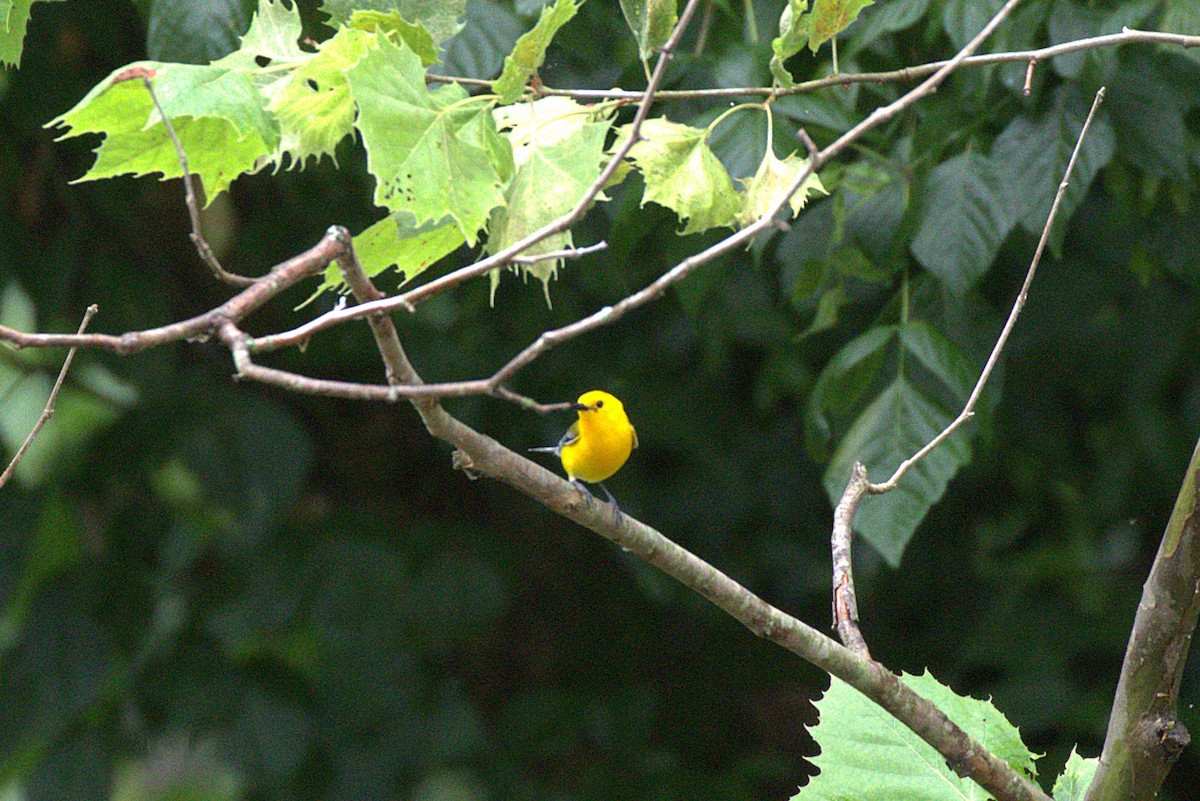Prothonotary Warbler - ML659585869