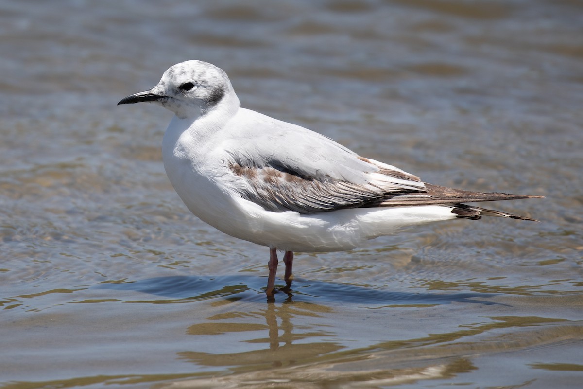 Bonaparte's Gull - ML659586122