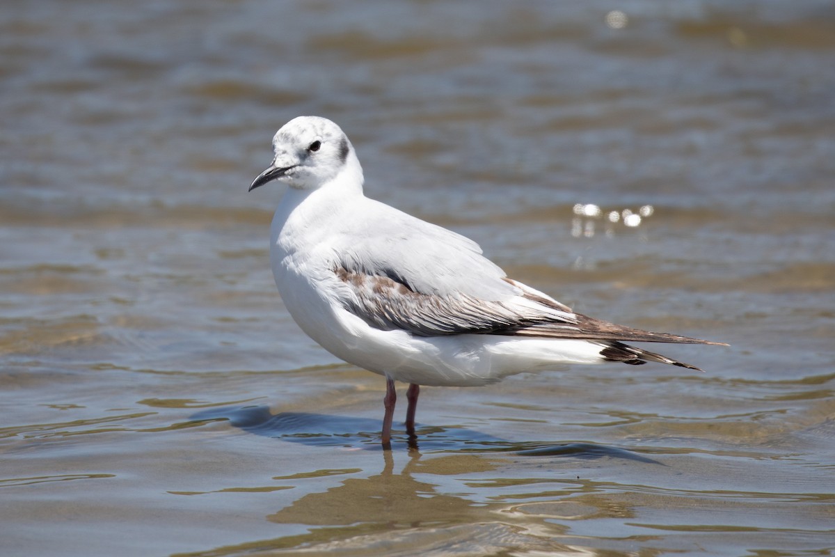 Bonaparte's Gull - ML659586123