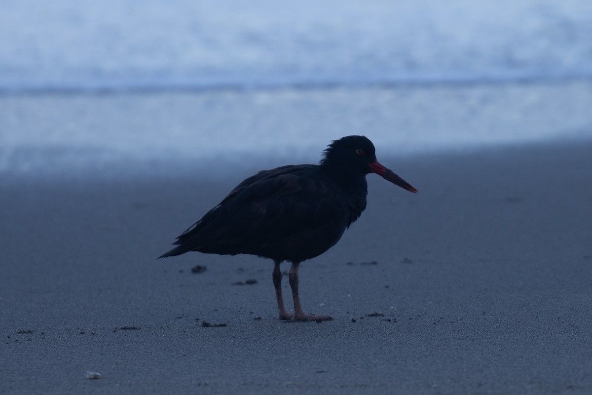 Black Oystercatcher - ML659586144