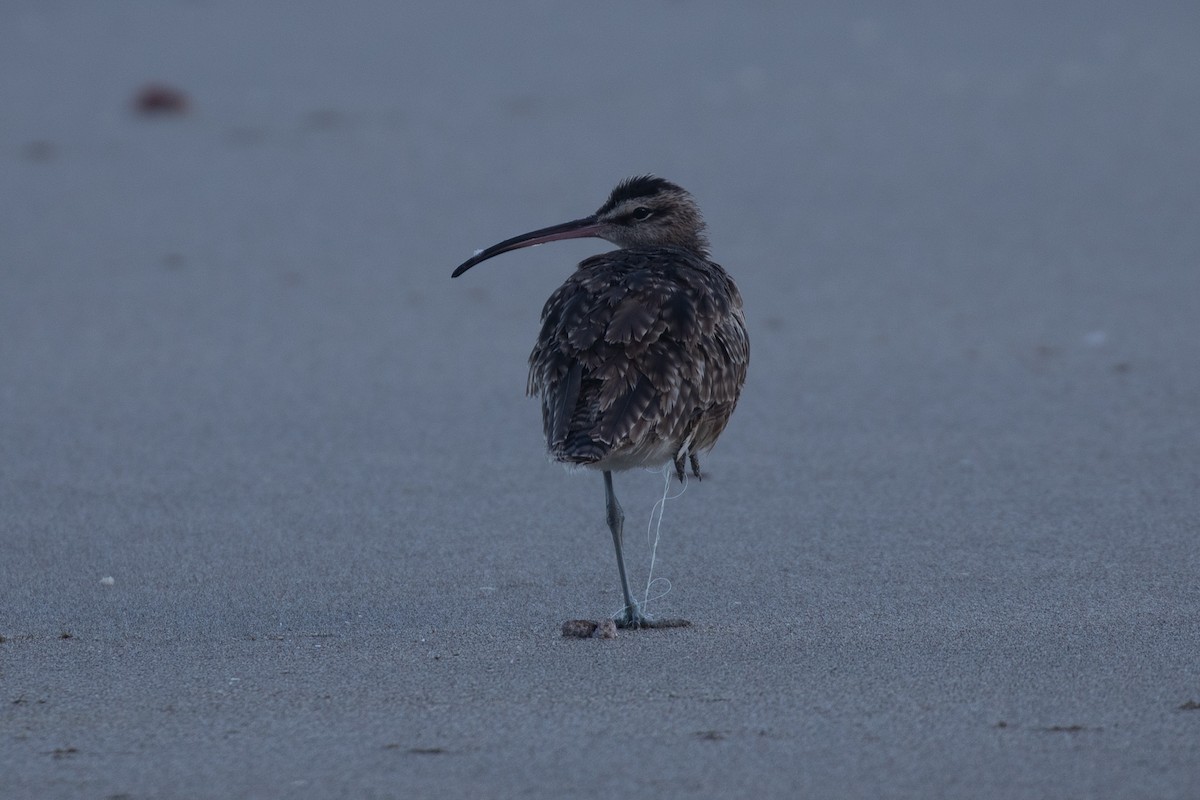 Hudsonian Whimbrel - ML659586175