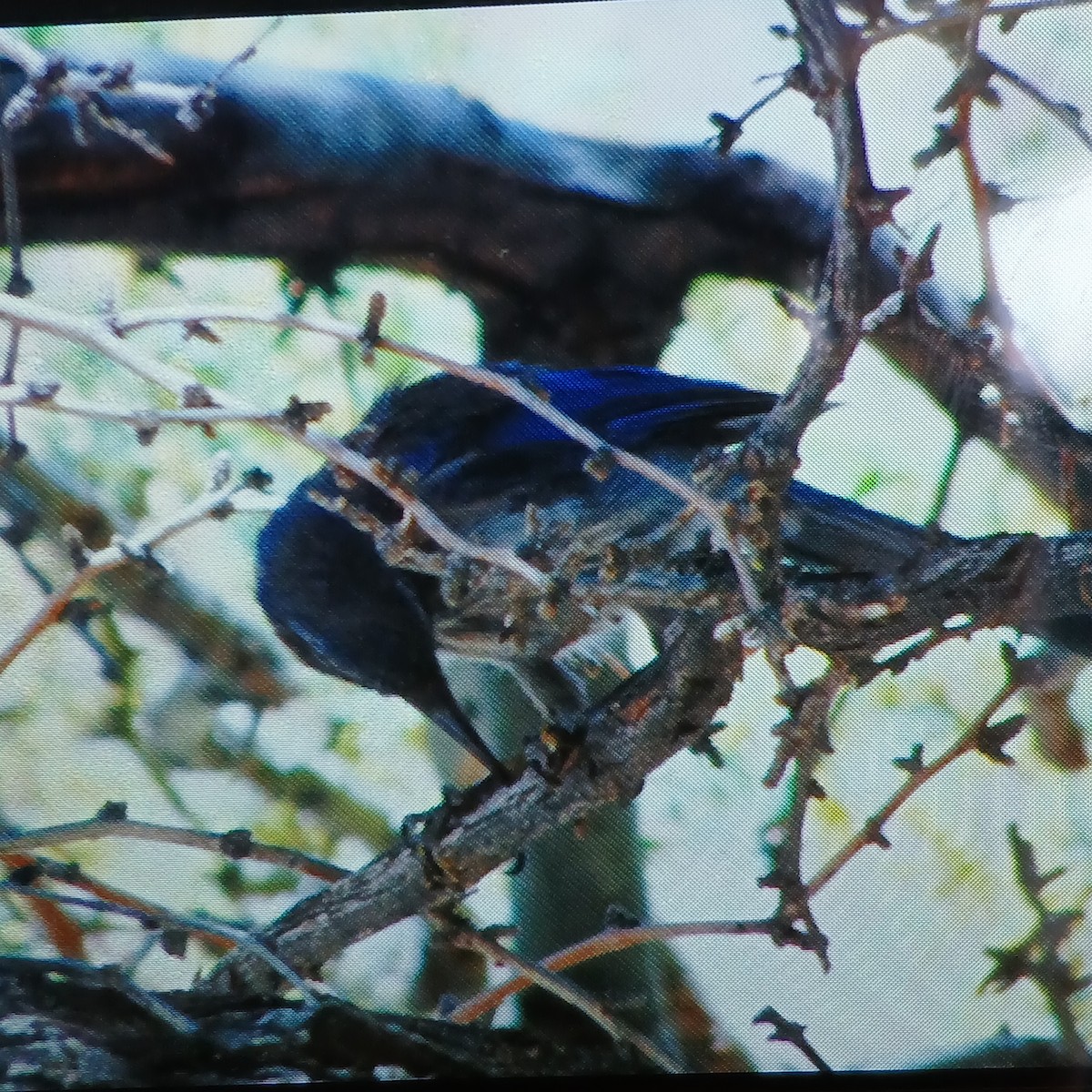 Woodhouse's Scrub-Jay - ML659586689