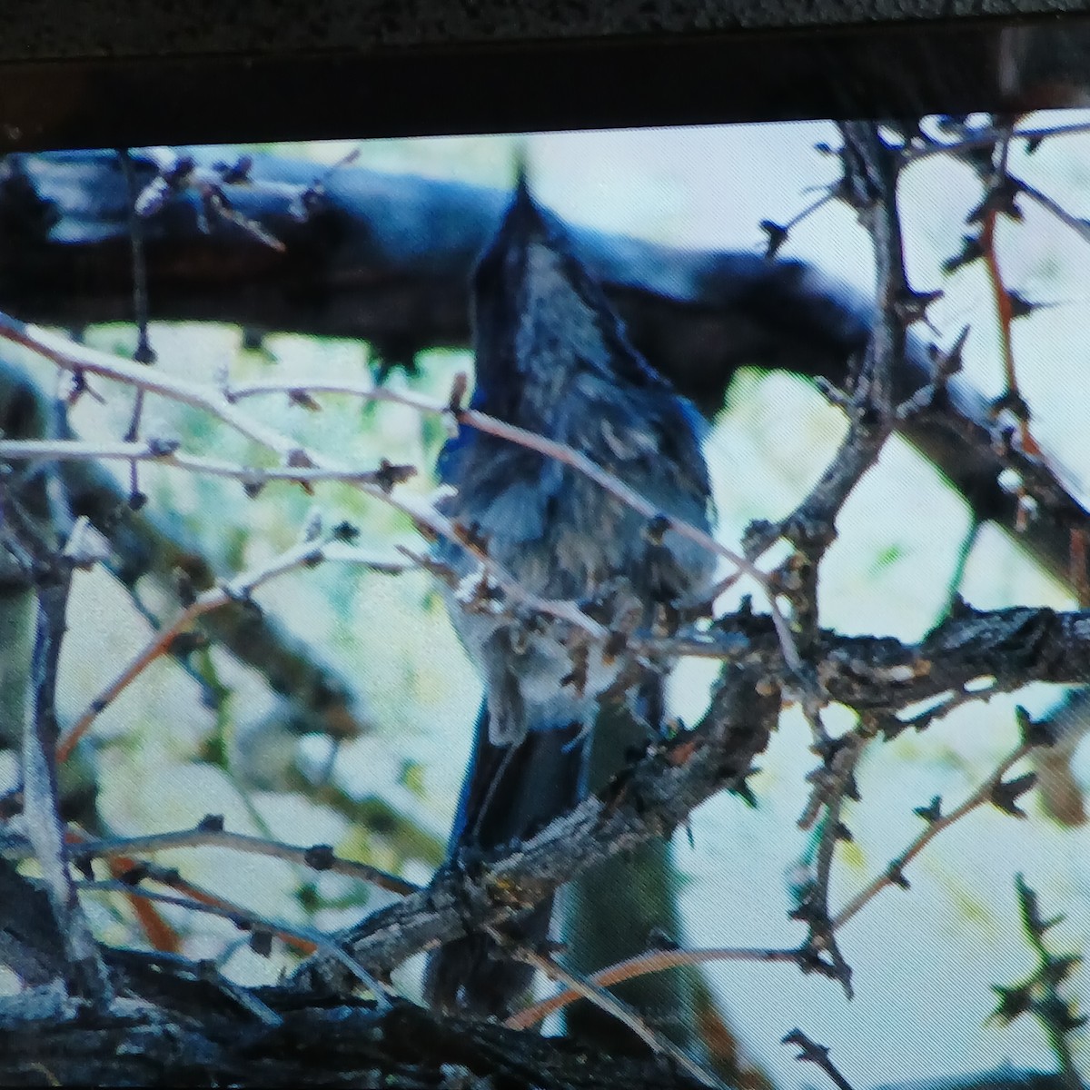 Woodhouse's Scrub-Jay - ML659586698