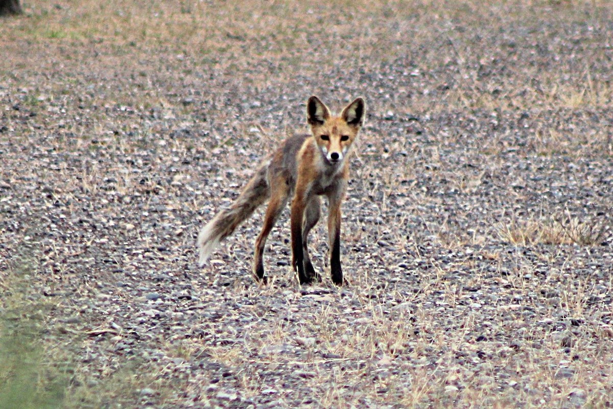 Red Fox - ML659587221