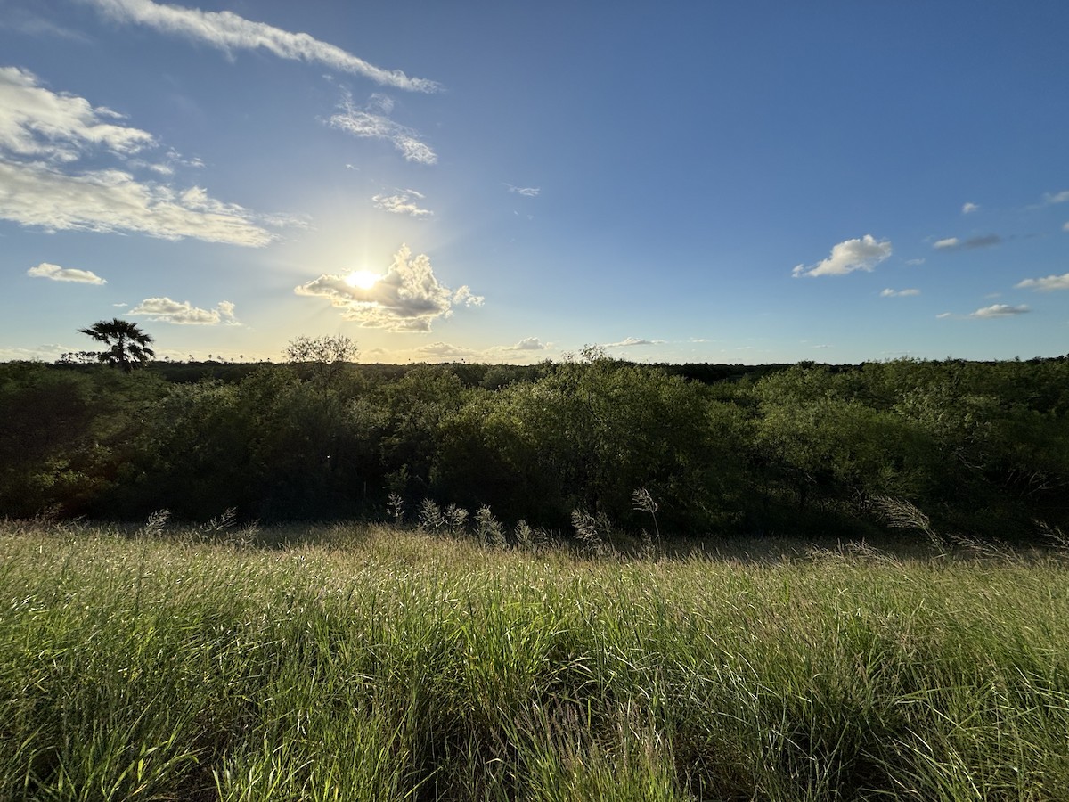 null - ML659587490