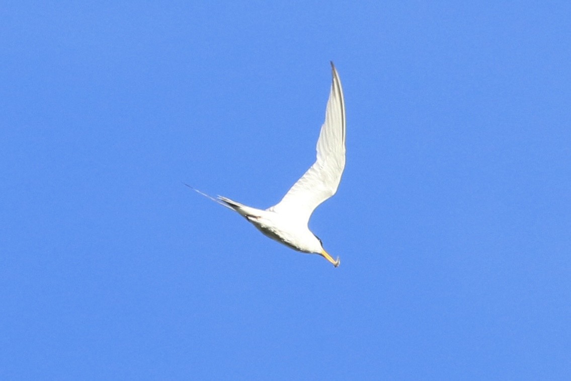 Txenadatxo antillarra - ML659587510