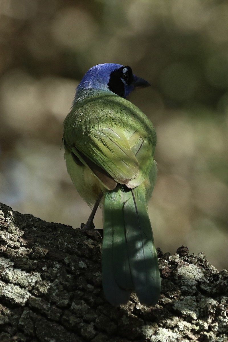 Green Jay - ML659587523
