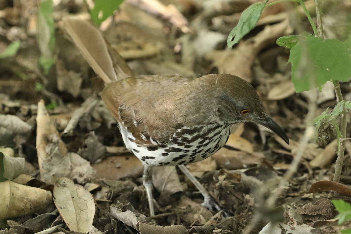 Long-billed Thrasher - ML659587547