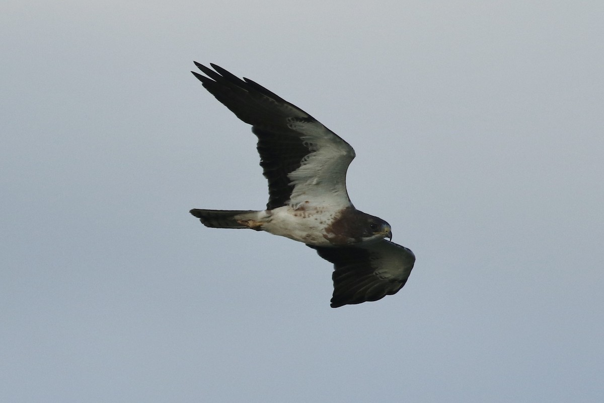 Swainson's Hawk - ML659587579
