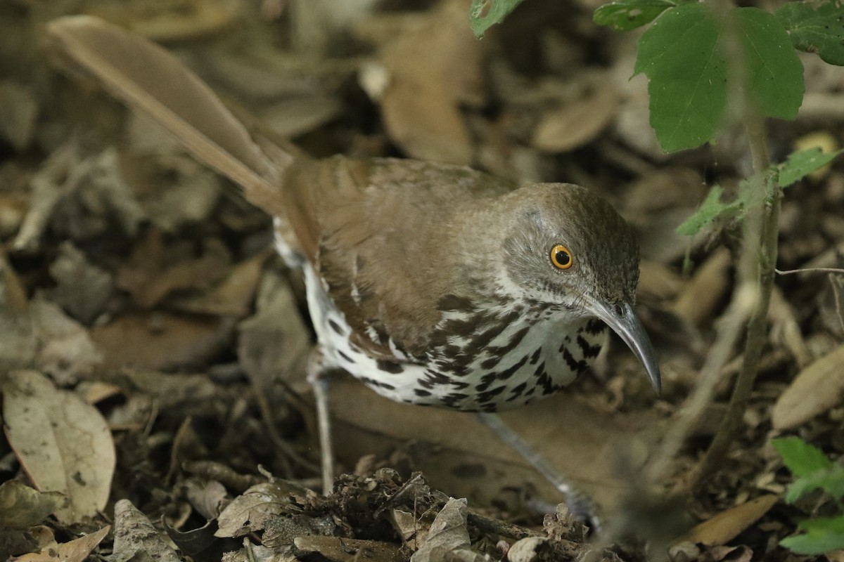 Long-billed Thrasher - ML659587609
