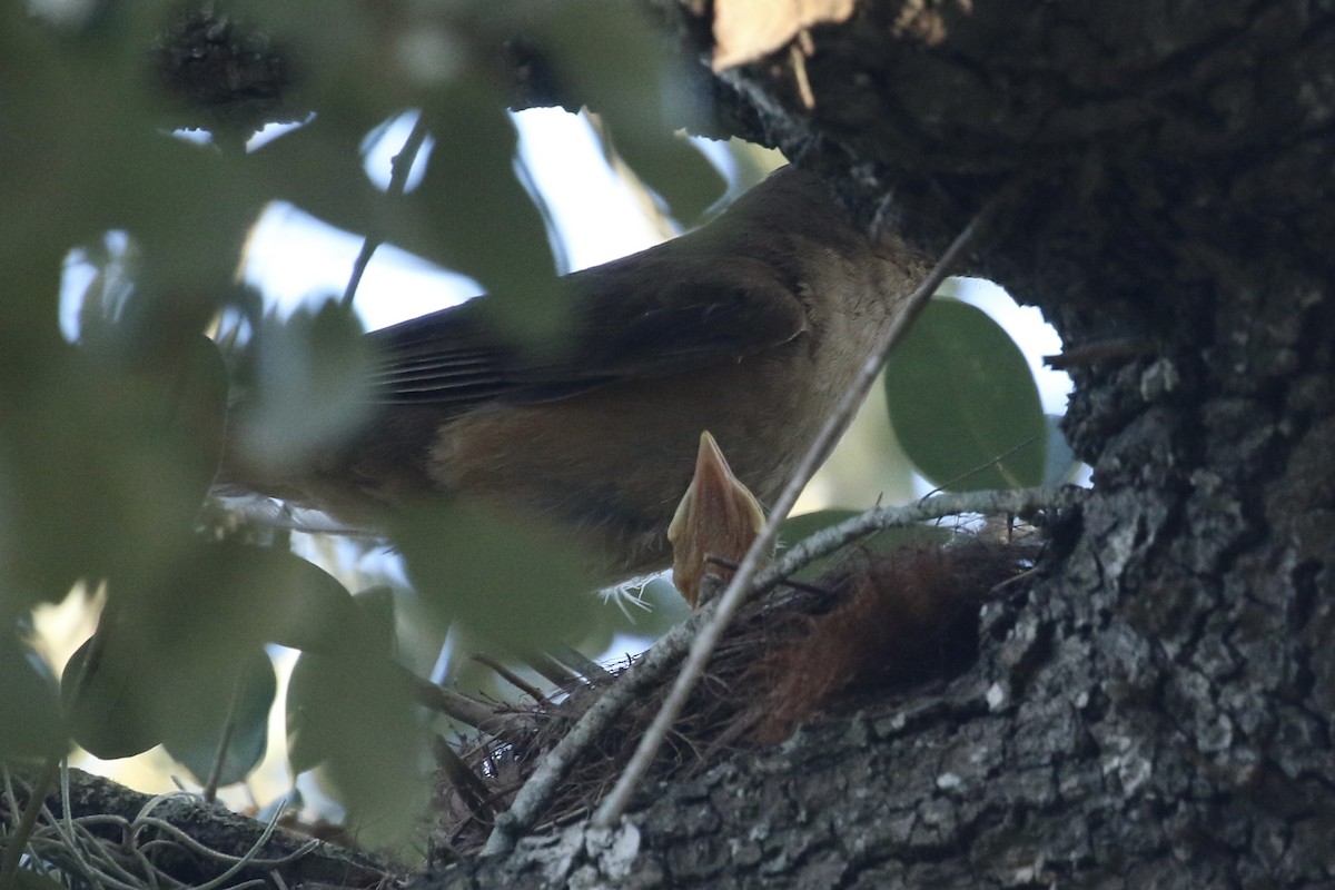 Clay-colored Thrush - ML659587624